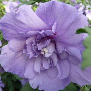 Garteneibisch 'Blue Chiffon'