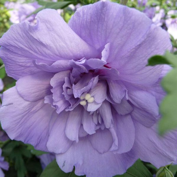 Garteneibisch 'Blue Chiffon'