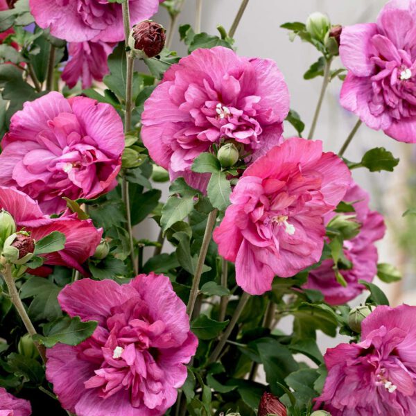 Garteneibisch 'Magenta Chiffon®'