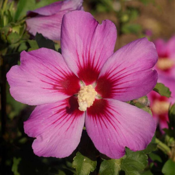 Garteneibisch 'Russian Violet®'