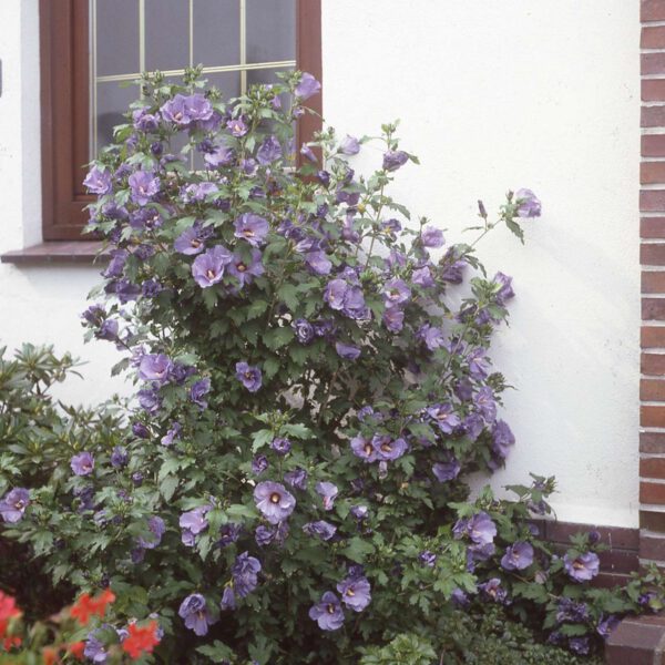 Hibiscus 'Ultramarine'
