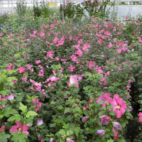 Garteneibisch / Hibiskus 'Woodbridge'