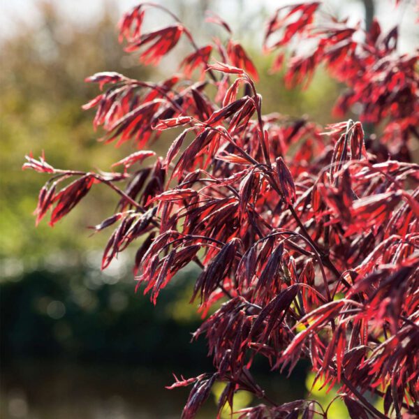 Fächerahorn 'Moonfire'