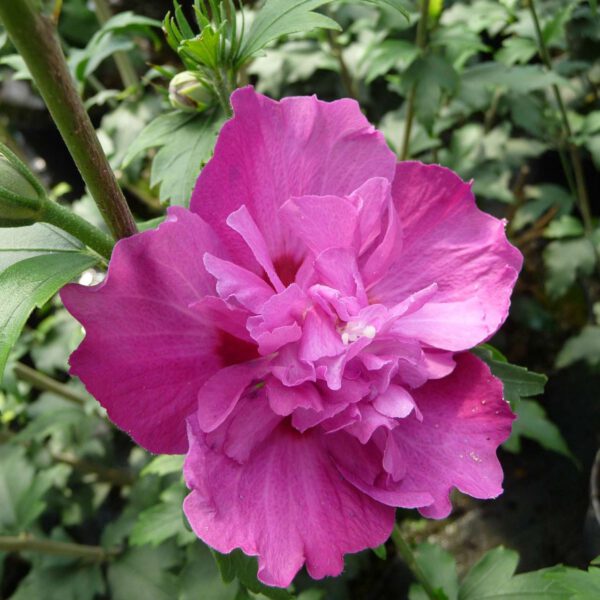 Hibiscus 'Purple Ruffles®'