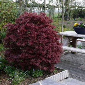 Roter Zwergahorn 'Shaina'