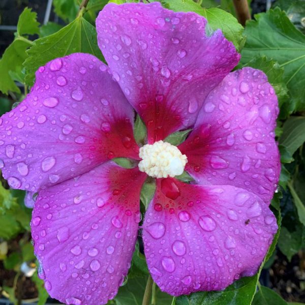 Hibiskus 'Big Hibiskiss®'