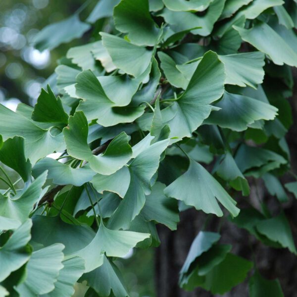 Fächerblattbaum / Ginkgobaum 'Mariken'