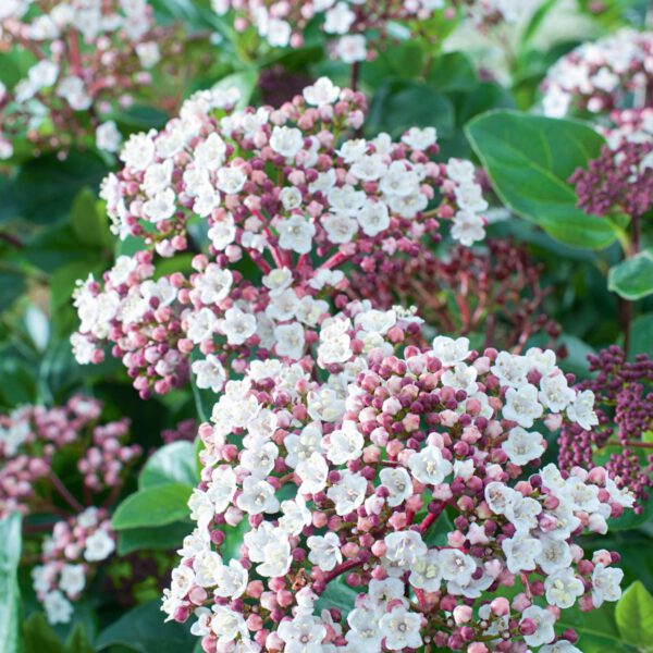 Immergrüner Schneeball 'Lisa Rose'