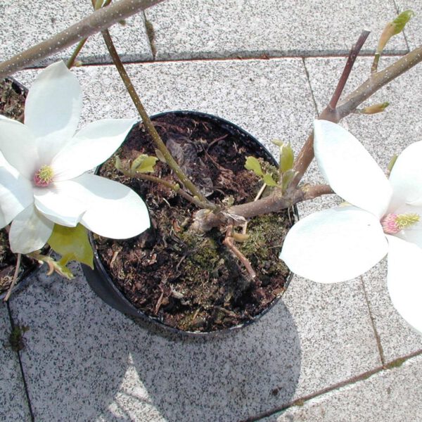 Sommer-Magnolie