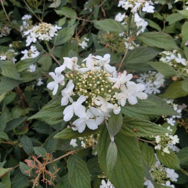 Japanischer Schneeball 'Summer Snowflake'