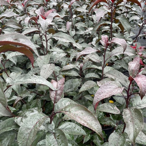 Zierapfel 'Nicoline®'