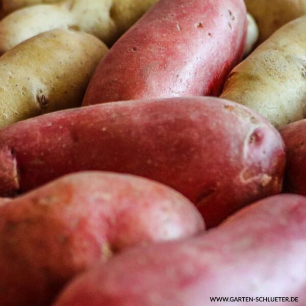 Pflanzkartoffeln 'LunaRossa'