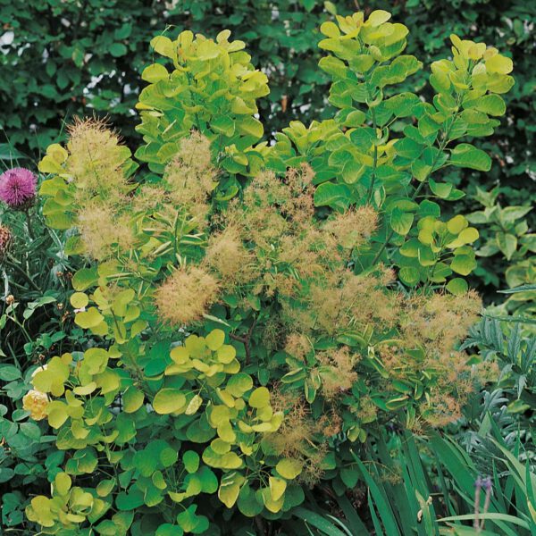 Perückenstrauch 'Golden Spirit'