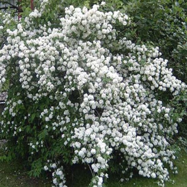 Gefüllter Gartenjasmin / Pfeifenstrauch