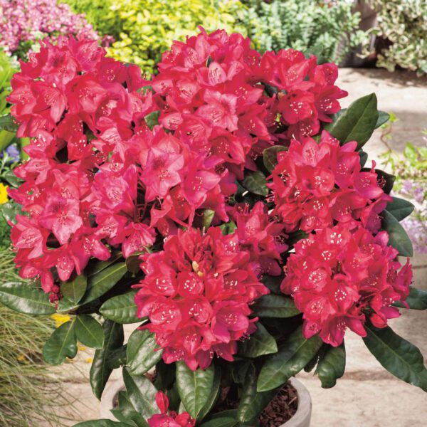 Rhododendron 'Nova Zembla'
