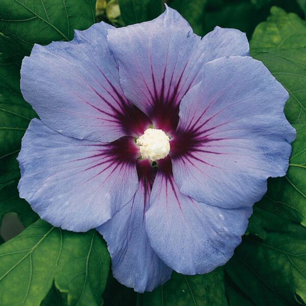 Garteneibisch 'Blue Bird'