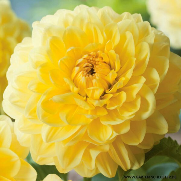 Schmuckdahlie 'Glory of Heemstede' - 1 Stück