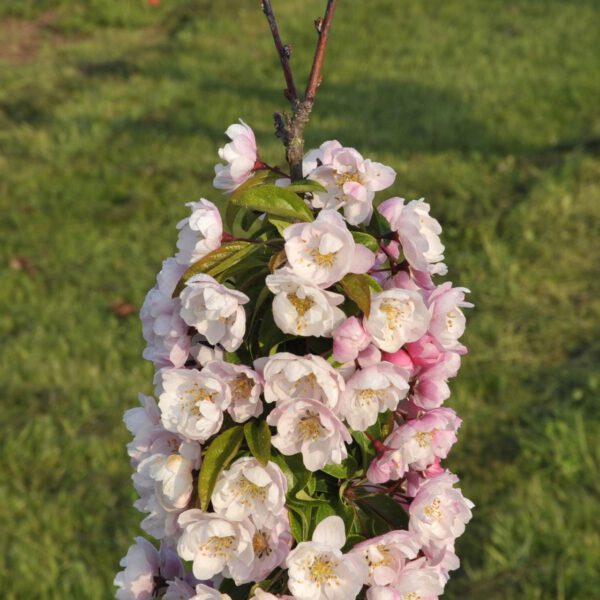 Zierapfel 'Van Eseltine'