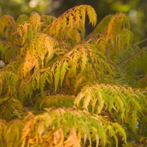 Essigbaum 'Tiger Eyes' - First Editions®