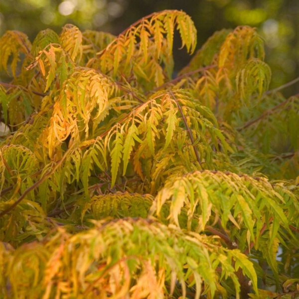 Essigbaum 'Tiger Eyes' - First Editions®