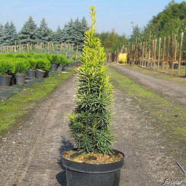 Gelbe Säulen-Eibe 'Fastigiata Aureomarginata'