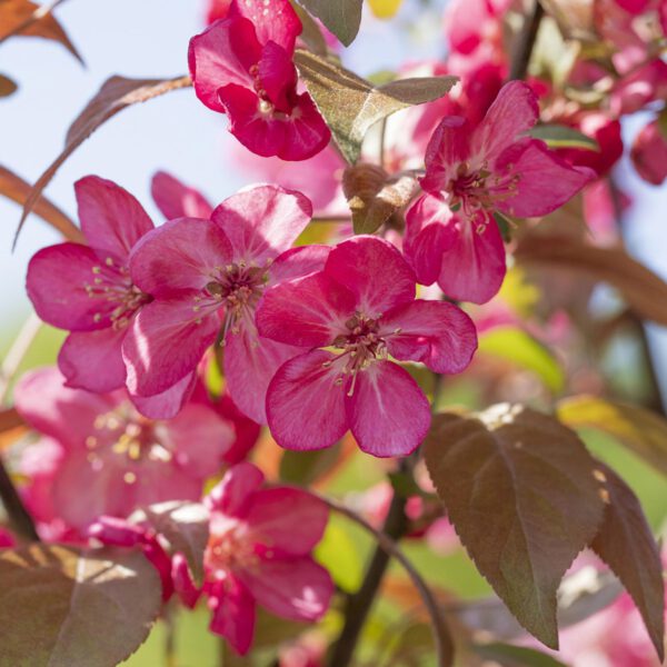 Zierapfel 'Coccinella'