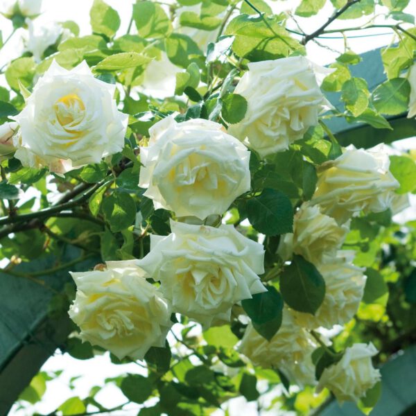 Kletterrose 'Paul's Lemon Pillar'