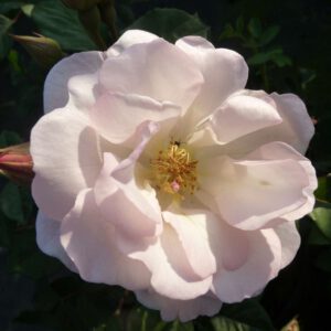 Moderne Strauchrose 'Penelope'