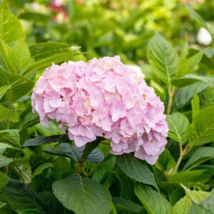 Bauernhortensie 'Bouquet Rose'