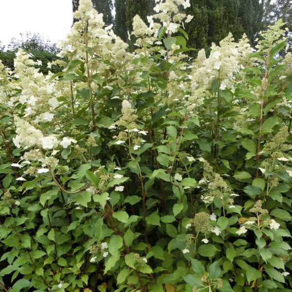 Rispenhortensie 'Kyushu'
