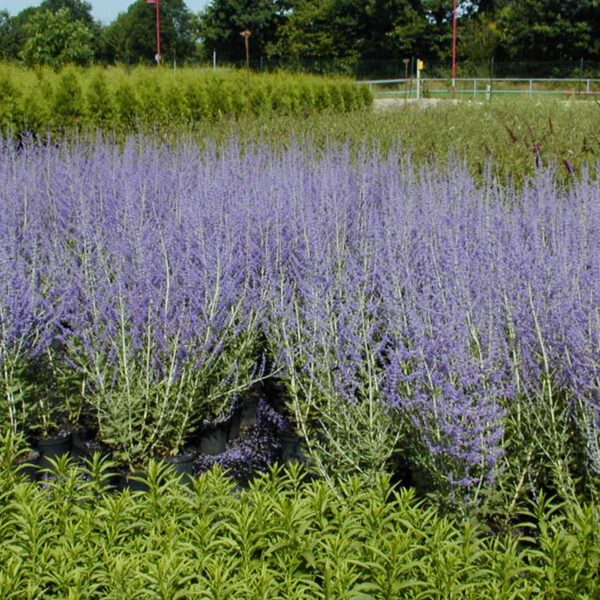 Blauraute 'Lacey Blue®'