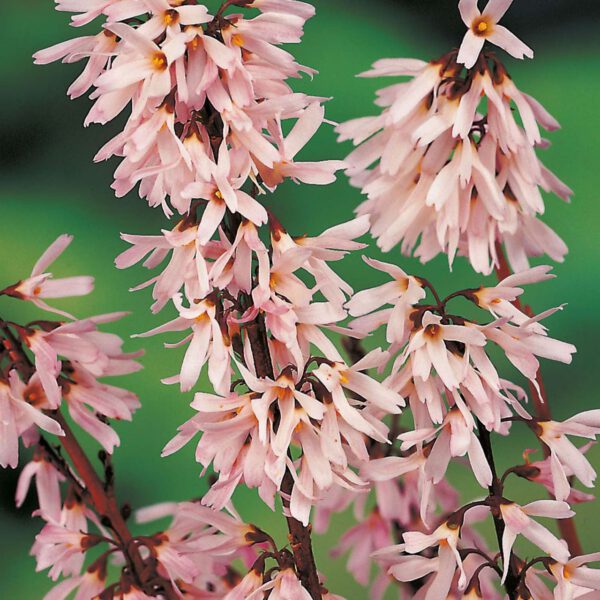 Rosenforsythie 'Roseum'
