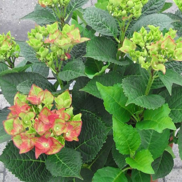 Gartenhortensie 'Green Shadow®'