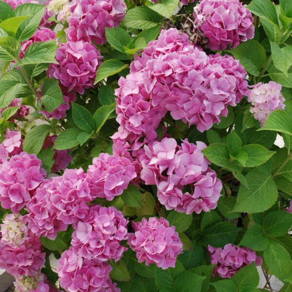 Ballhortensie 'Rosita'®