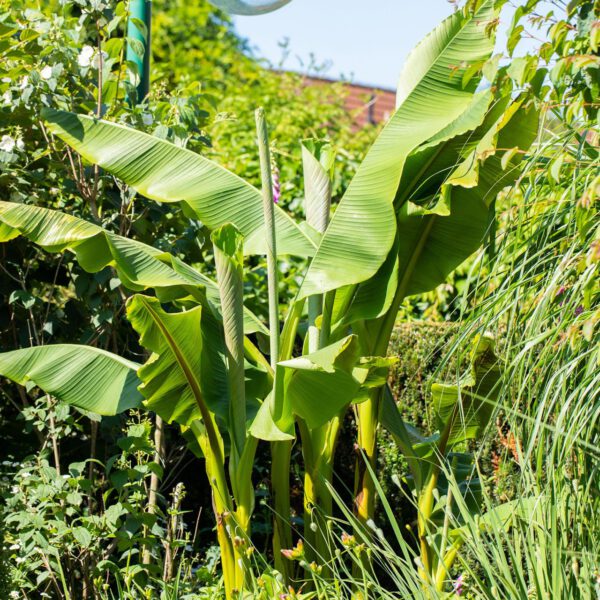 Japanische Faserbanane