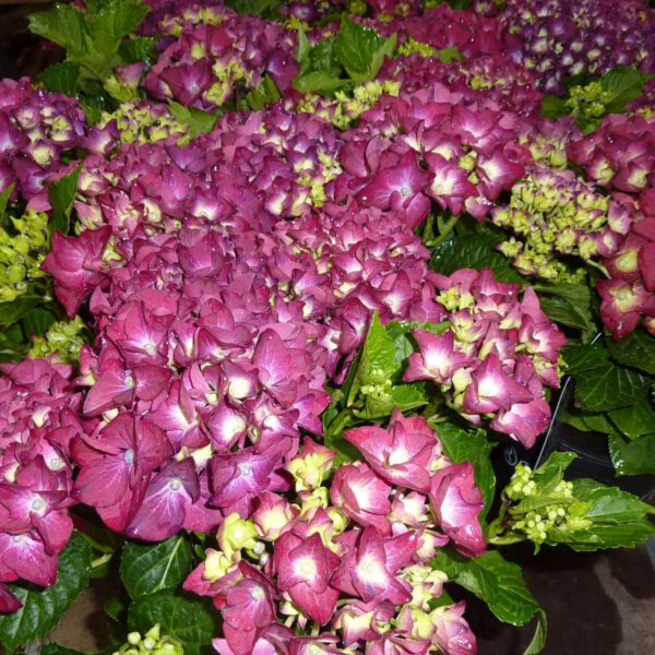 Gartenhortensie 'Hot Red'