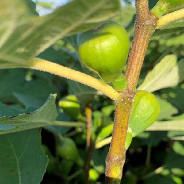 Feige 'Firoma®'