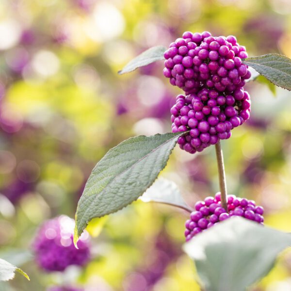 Liebesperlenstrauch / Schönfrucht 'Profusion'