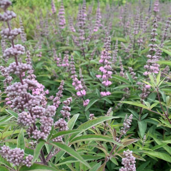 Mönchspfeffer/Keuschbaum 'Pink Pinnacle®'