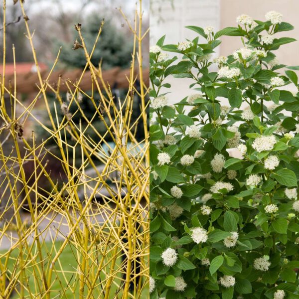 Gelbholz Hartriegel 'Flaviramea'