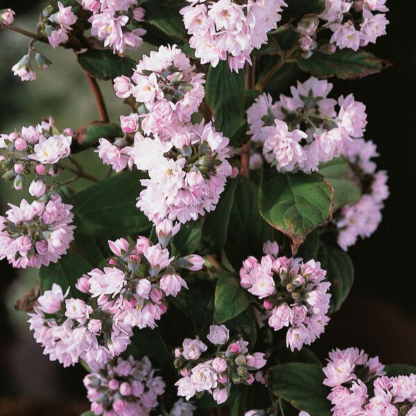 Deutzie 'Pink Pom-Pom'