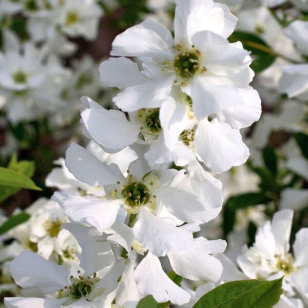 Prunkspiere 'Niagara'
