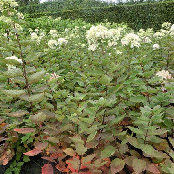 Zwerg-Rispenhortensie 'Bombshell'®