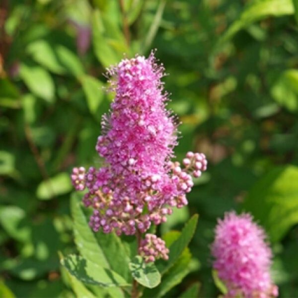 Kolbenspiere 'Triumphans'