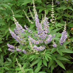 Mönchspfeffer 'Blue Diddley'