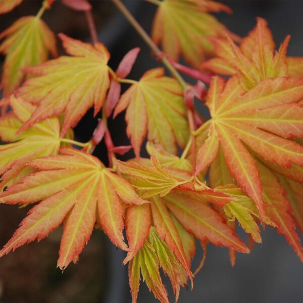 Goldahorn 'Orange Dream'