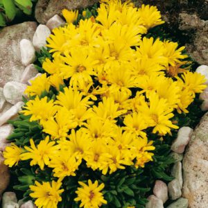 Mittagsblume (goldgelb) - 3 Stück