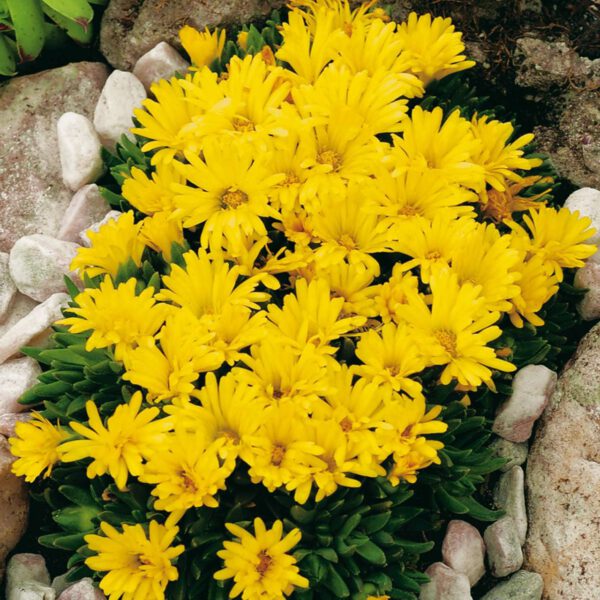 Mittagsblume (goldgelb) - 3 Stück