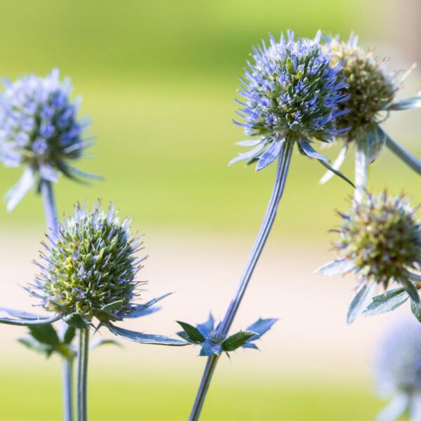 Flachblatt-Mannstreu / Edeldistel