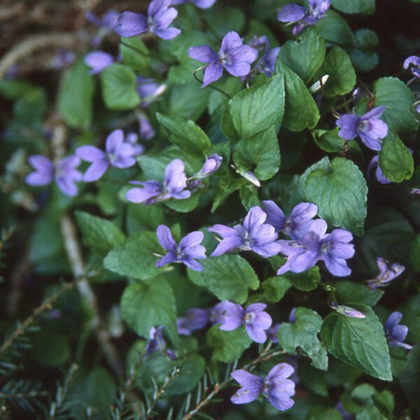 Violettblaues Duftveilchen 'Königin Charlotte'